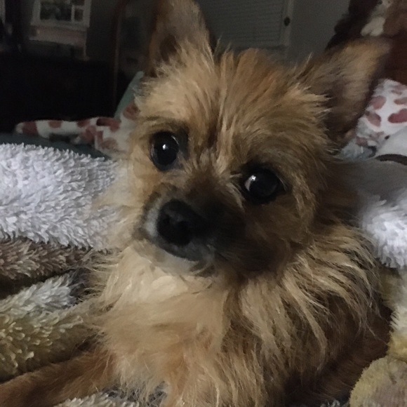 Meet your Posher, Bonnie - Picture 4 of 16